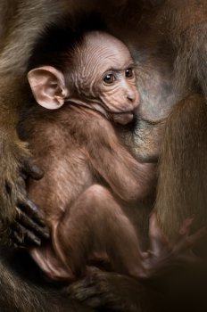 Love care maternity concept. Portrait of small baby macaque monkey breast feeding at mothers arm in wild. Animal in wild, South India
