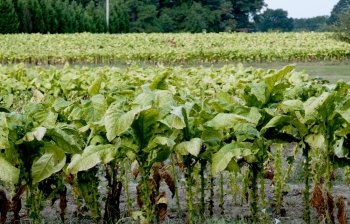Partly harvested tobacco plants on a farm field.. Tobacco Field