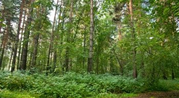 Summer forest landscape: a birch and pine trees