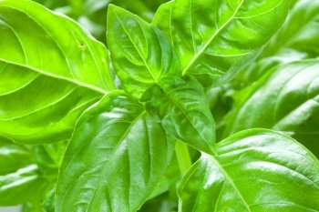 Embossed green basil leaves closeup, food ingredient