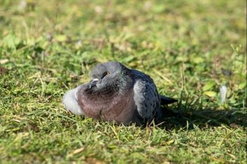 dove into the green grass
