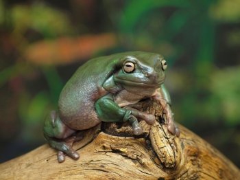White’s Dumpy Tree Frog on a branch