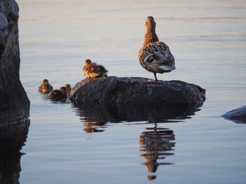 duck with ducklings on the lake