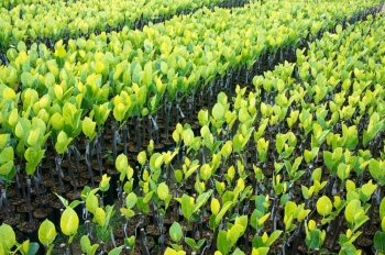 Group of nursery plant at nursery garden of Ben Tre, Mekong Delta, Viet Nam, this is large fruit tree area, green seedling grow in good condition