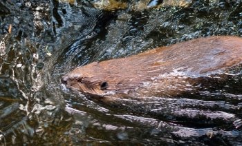 A Beaver swims around gathering wood for his lodge creating a wake