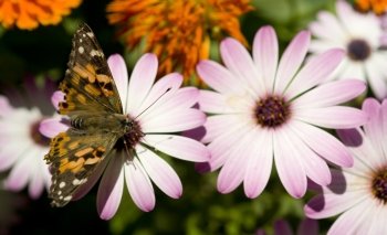 Painted Lady Insect Butterfly on Pink Daisy Garden Landscape
