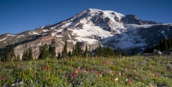 Mt. Rainier and Wildflowers in Bloom National Park Washington State. Mt. Rainier and Wildflowers in Bloom