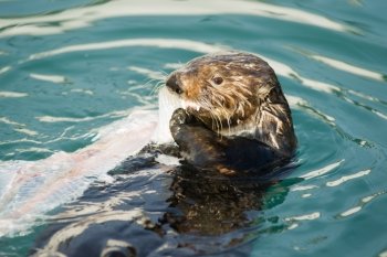 A Sea Otter eats breakfast in a boat slip in the marina