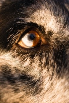 An animals eye is half white and brown making for an intense look