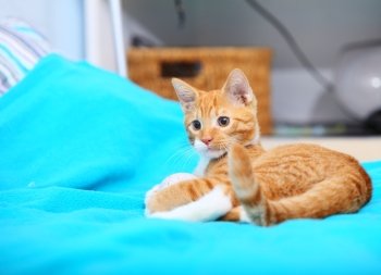 Animals at home. Red cute little baby cat pet kitten laying on bed turquoise blanket