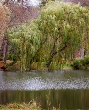 View of lake in autumn fall park with a weeping willow tree in in the background