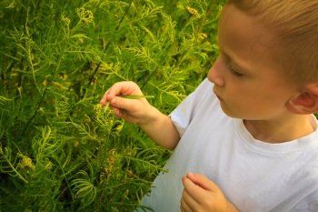 Child playing on green meadow examining field flowers looking at ladybug on plants.  Environmental awareness education.