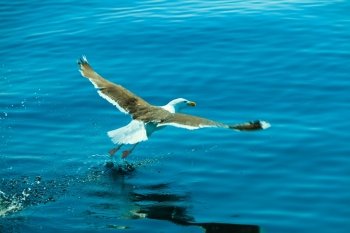 seagul seaside bird flying above blue sky, landing