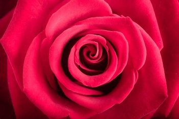 Gift for special occasion. Closeup of beautiful blossoming red rose flower as love or nature background