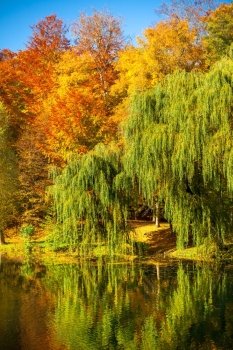 Natural landscape. View from shore of the lake or river of the weeping willow on the other side.