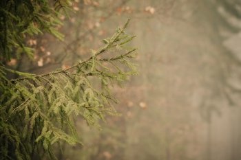 Nature. Closeup of coniferous spruce tree. Green prickly branches in autumnal foggy misty forest. Outdoor.