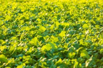 Closeup field with green plant in october time. Agriculture