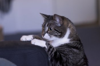 Gray Cat With White Tufts Climbing On A Black Couch