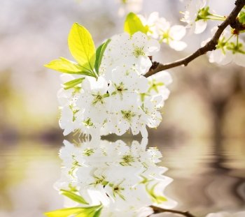 Branch of cherries with white flowers reflected in water. Branch of cherries with white flowers