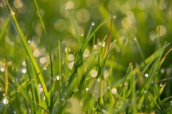 green grass covered with dew in the morning sun