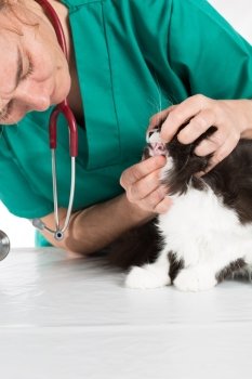 Veterinary conducting a review of a cat's teeth