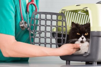 Veterinary clinic taking a Persian cat of your transporter