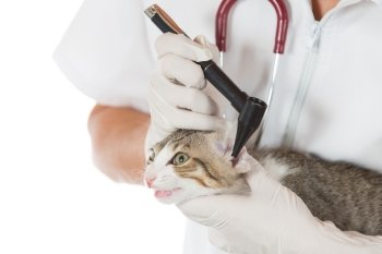 Veterinary conducting a review of ears of a cat in clinic