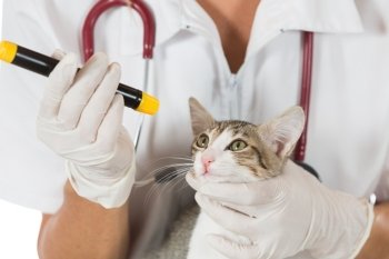 Veterinary inspecting the eyes of a cat in clinic
