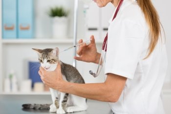 Placing a veterinary vaccine injection to a cat at the clinic