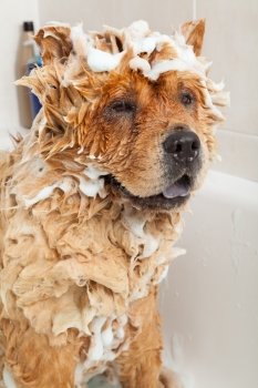 Bubble Bath a lovely dog chow chow