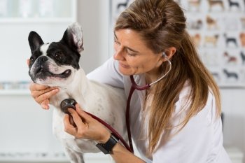 Veterinary by listening to a French bulldog dog in his clinic