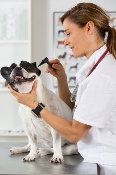 Veterinary clinic with a French bulldog reviewing ears