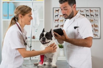 Placing a couple of vets via a French bulldog in clinical