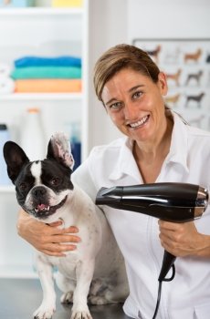 Canine hairdresser in a beauty clinic with French bulldog