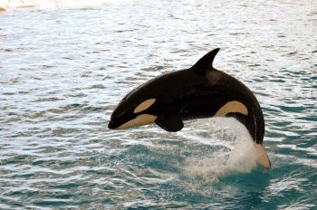 Killer whale is jumping in the water
