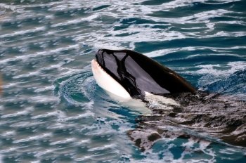 Killer whale is swimming in the water
