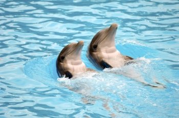 Two happy dolephins is swimming side by side.