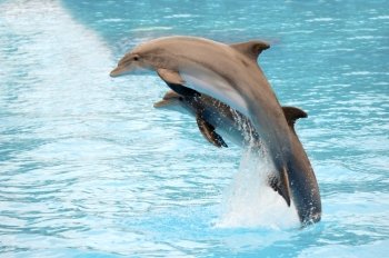 Two dolphins are jumping out of the water.